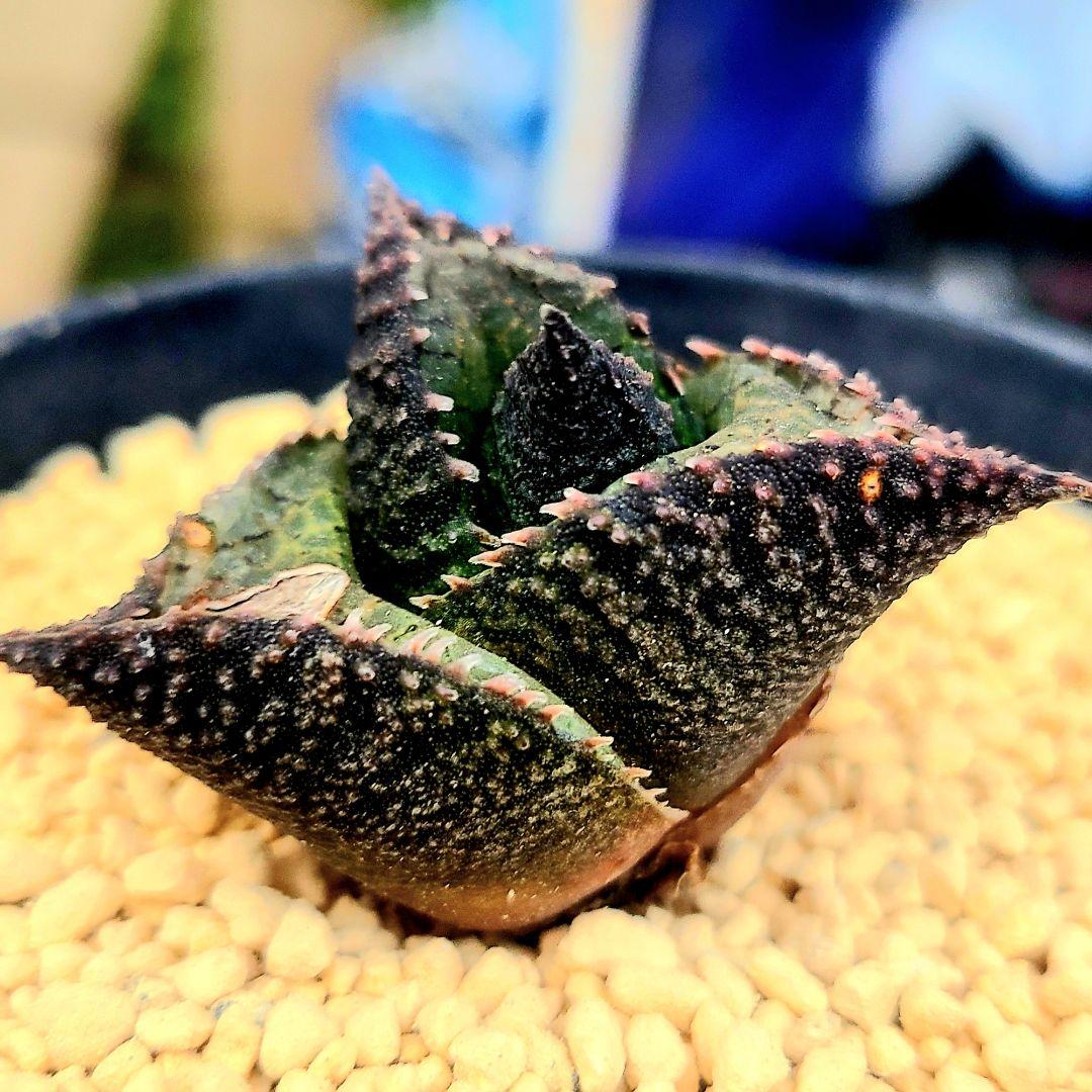 レア 大サイズ 雷燐 達磨ピンク系 4　多肉植物 ハオルチア アロエ