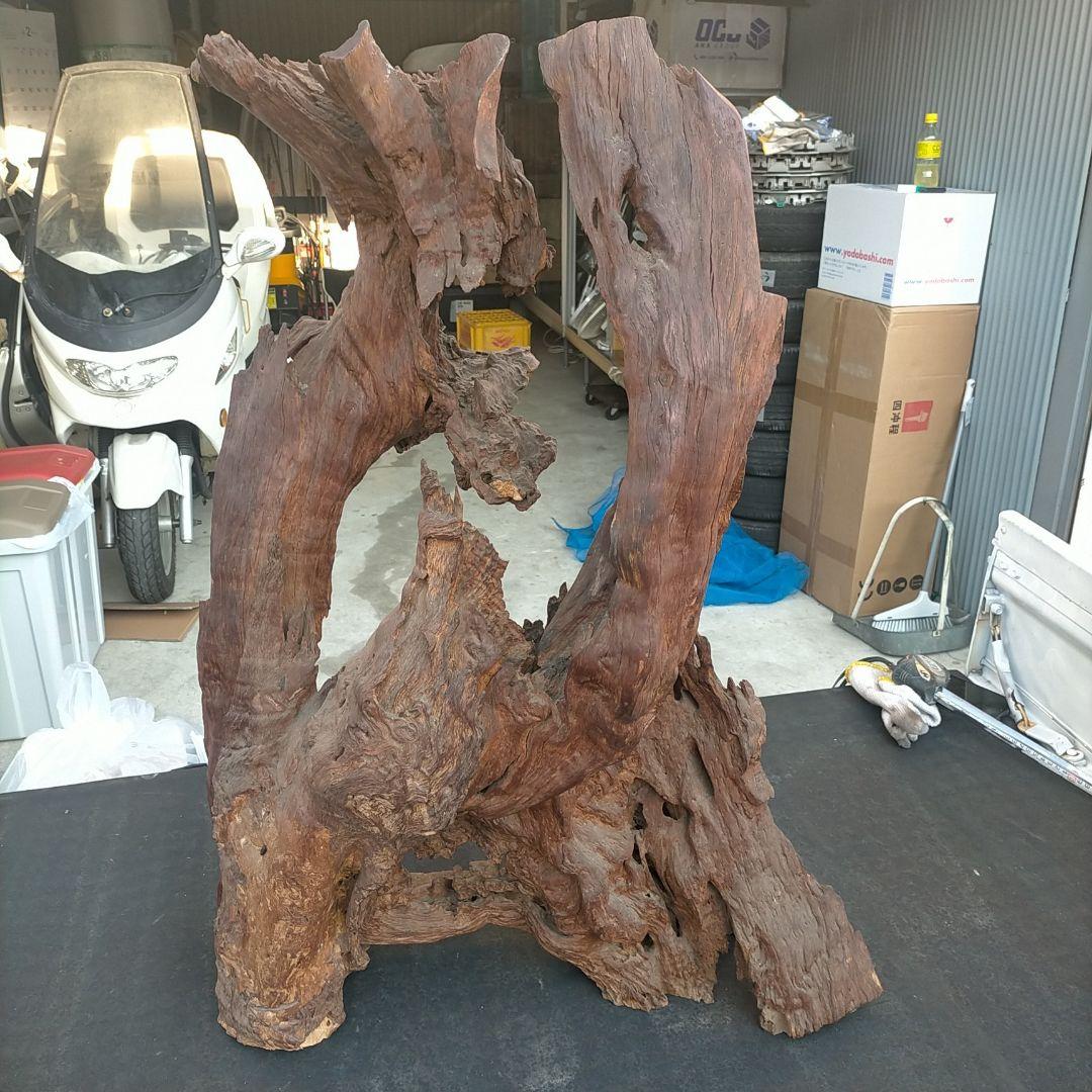 圧倒的な存在感(￣▽￣)玄関や居間にいかがですか？？