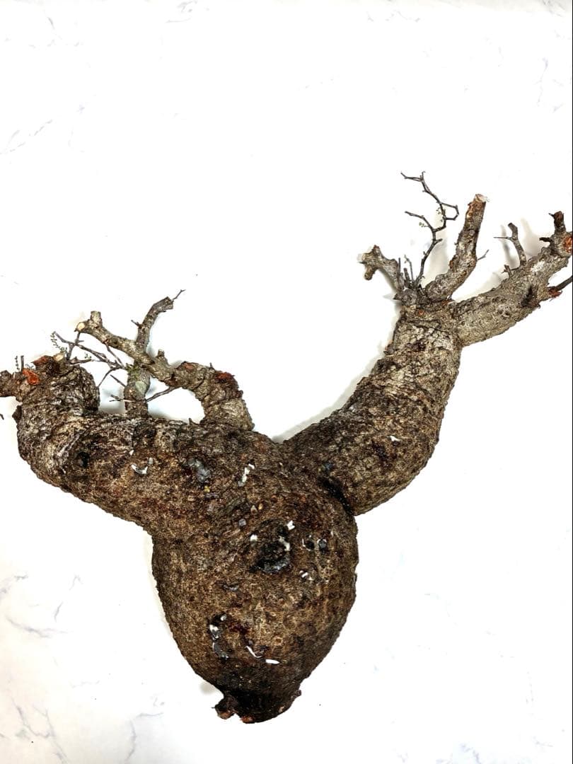 オペルクリカリアパキプス　ベアルート株