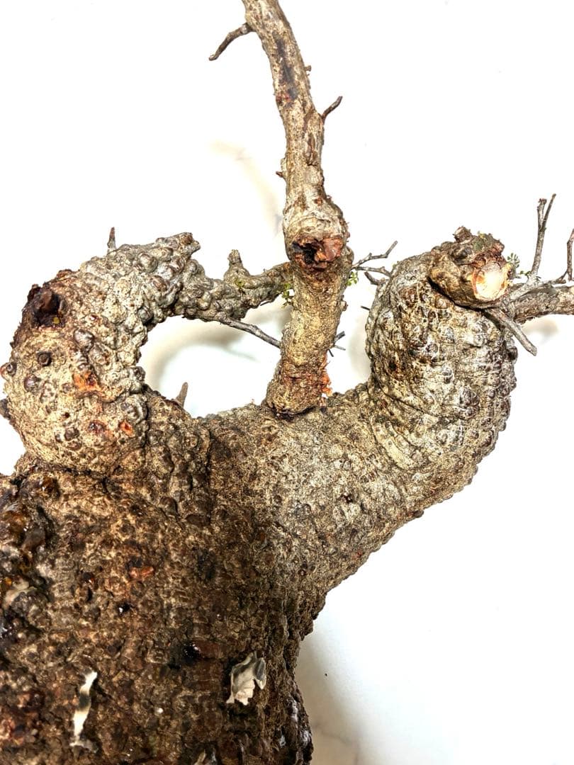 オペルクリカリアパキプス　ベアルート株