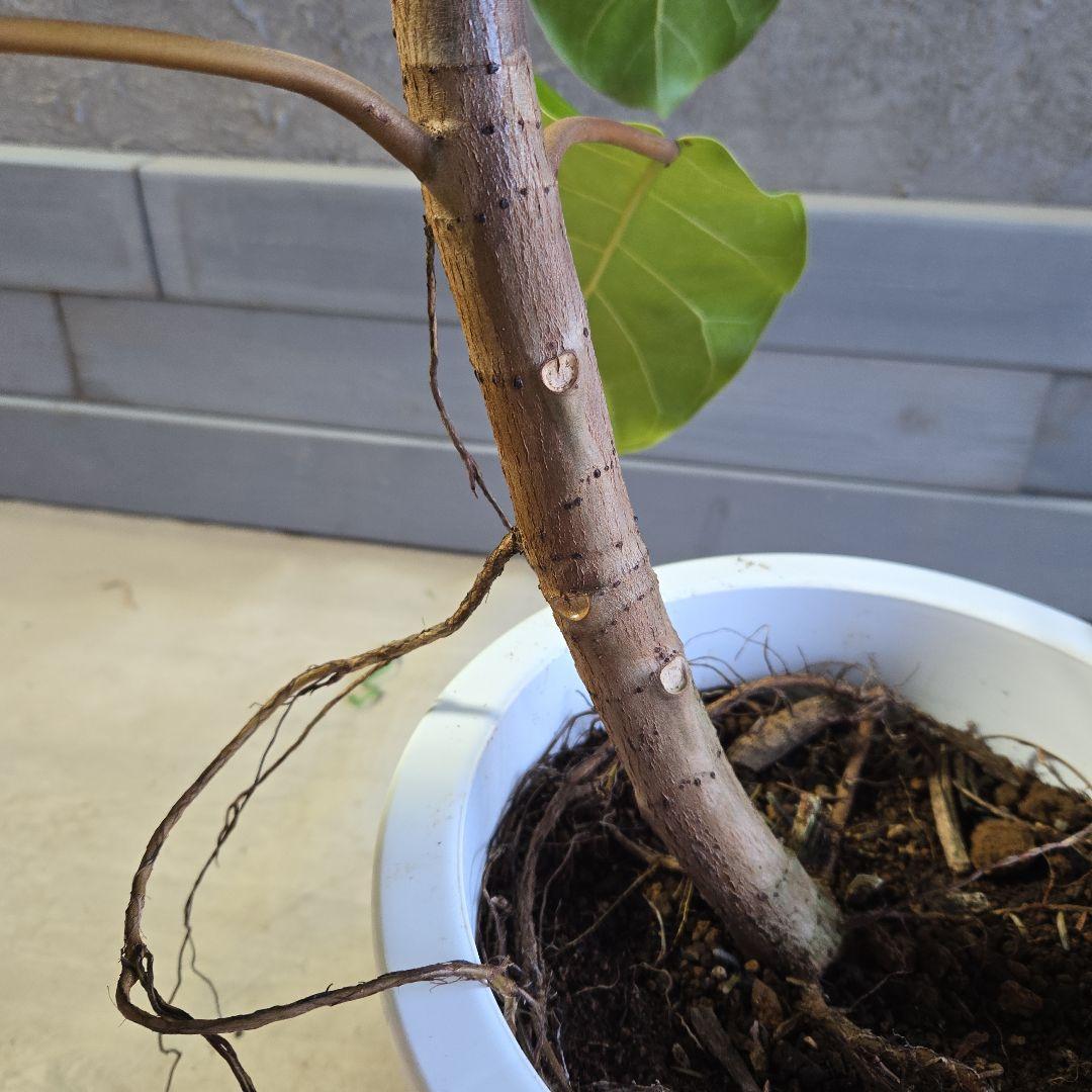 ②　フィカス　アフリカンプリンセス　曲がり仕立て８号最高等級極上品‼️希少品種