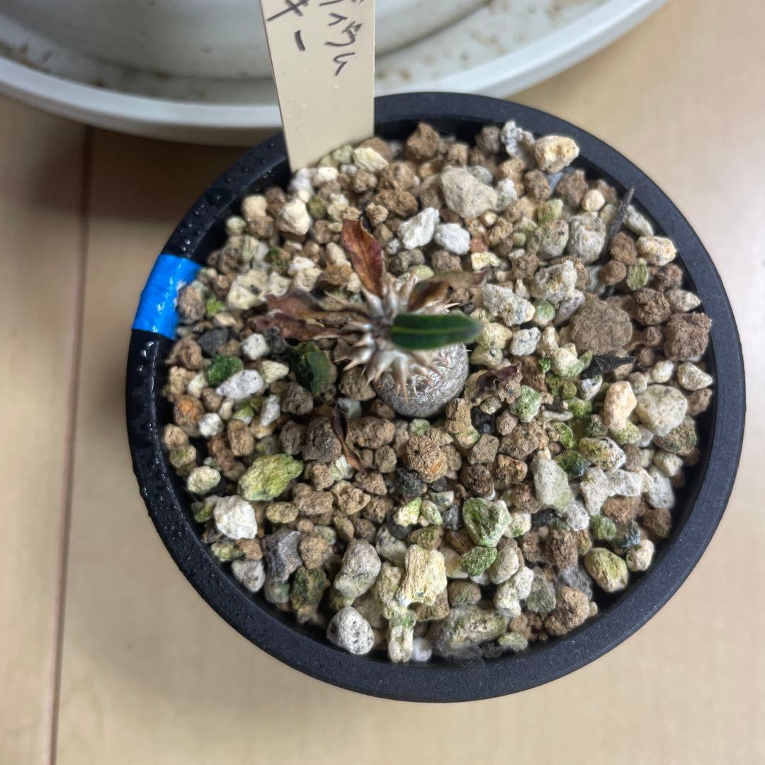 実生　パキポディウム　タッキー