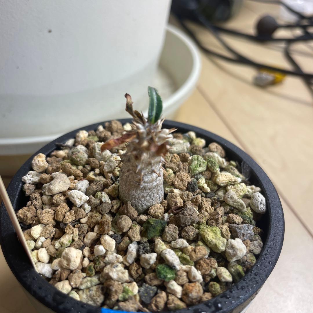 実生　パキポディウム　タッキー