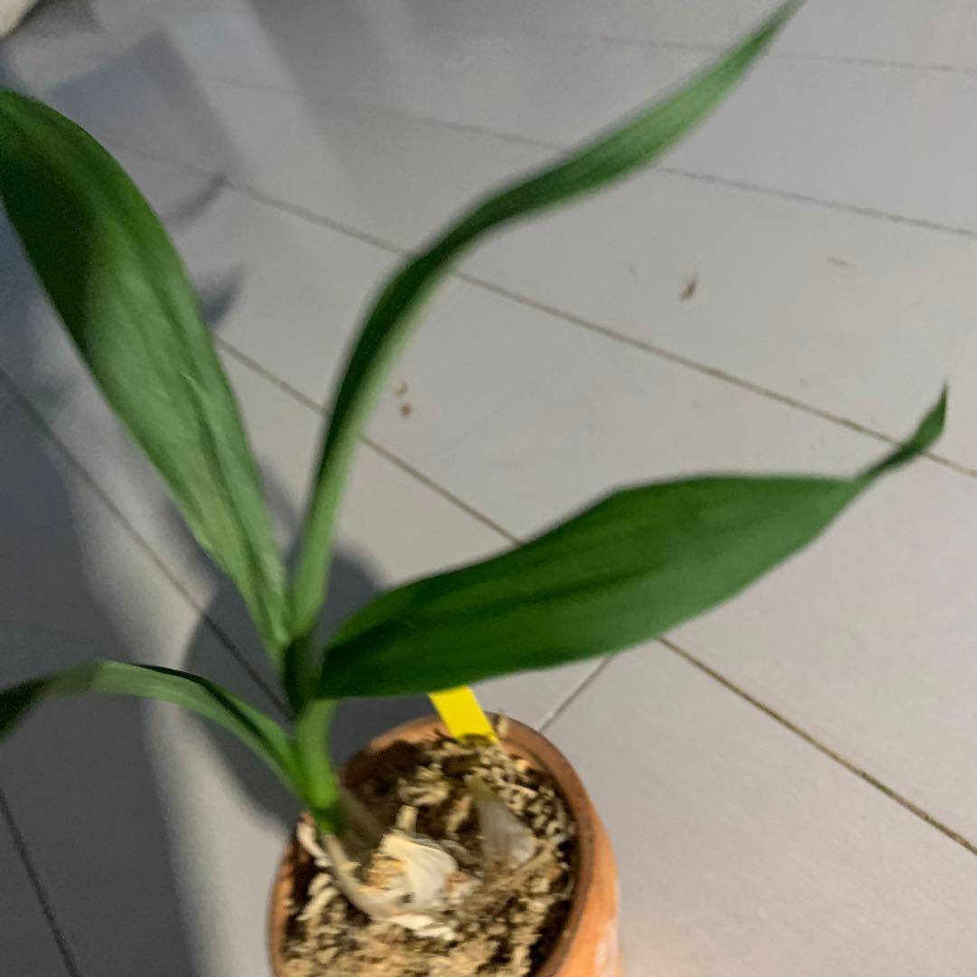 タケノコラン　ブラックバール