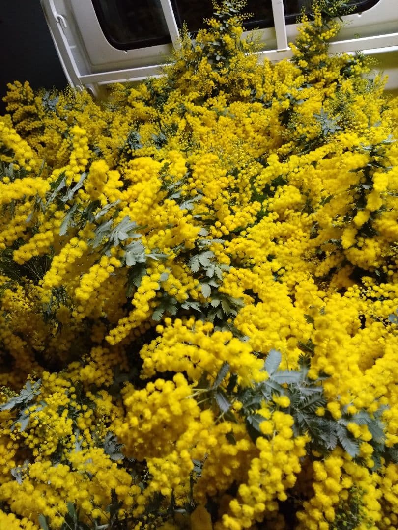 農家直送【フレッシュミモザ】80サイズ