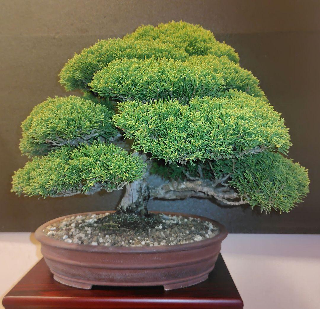 真柏盆栽！