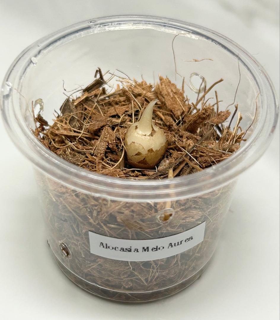 【芋】 アロカシア　メロ　オーレア　斑入り