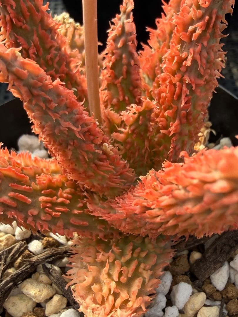 アロエ　ハイブリッド　Aloe hybrid 第四種　Newyear-12