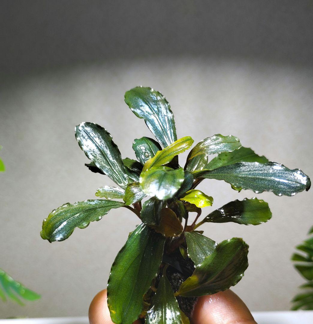 ブセファランドラ・Bucephalandra希少種群生美株セット１セット限定出品