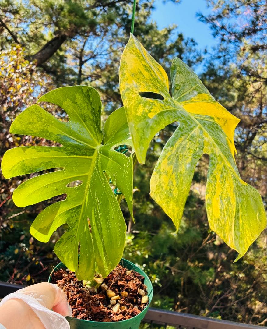 超絶希少❗️【美班】 モンステラ　イエローマリリン　デリシオーサ　黄斑モンステラ