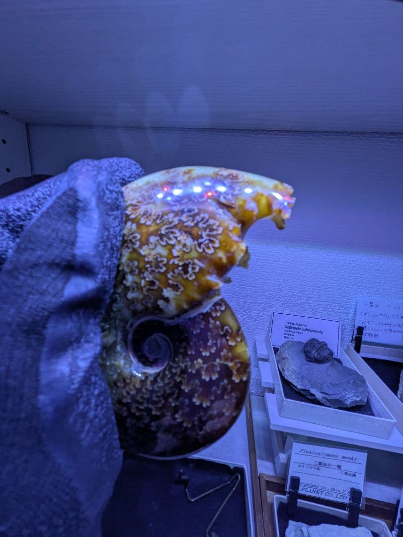 マダガスカル産　縫合糸　アンモナイト　化石　特大型　最高位