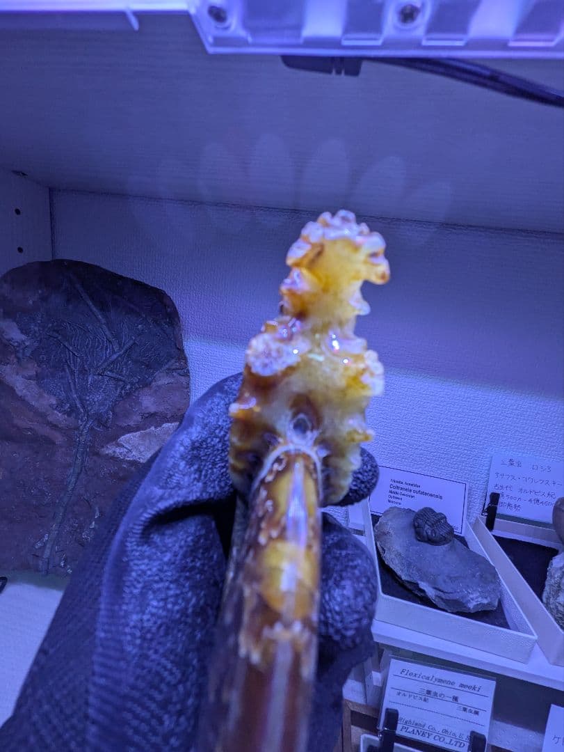 マダガスカル産　縫合糸　アンモナイト　化石　特大型　最高位