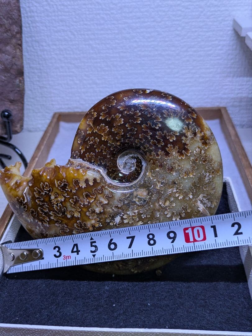 マダガスカル産　縫合糸　アンモナイト　化石　特大型　最高位