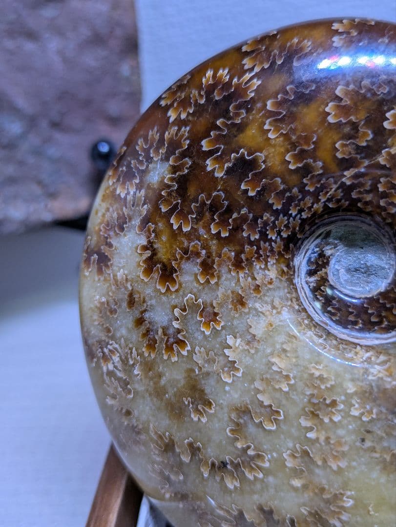 マダガスカル産　縫合糸　アンモナイト　化石　特大型　最高位