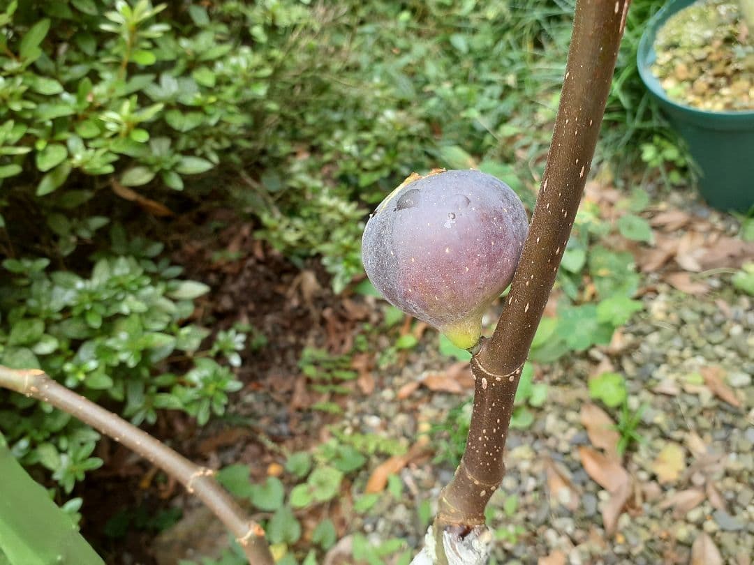 【専用】Black madeira KK他 イチジク 穂木