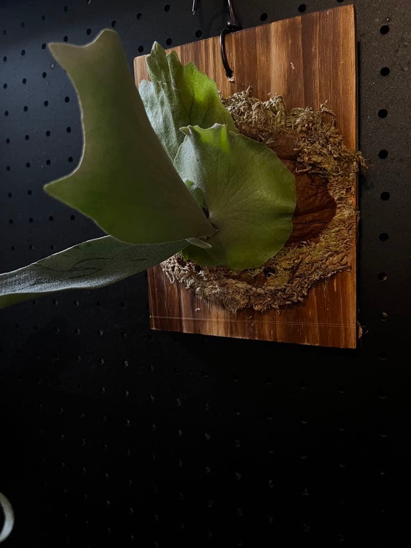 ビカクシダ P.AG14 (PUP)