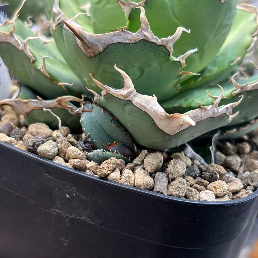 アガベ　蠻牛　バンギュウ　Berlin産