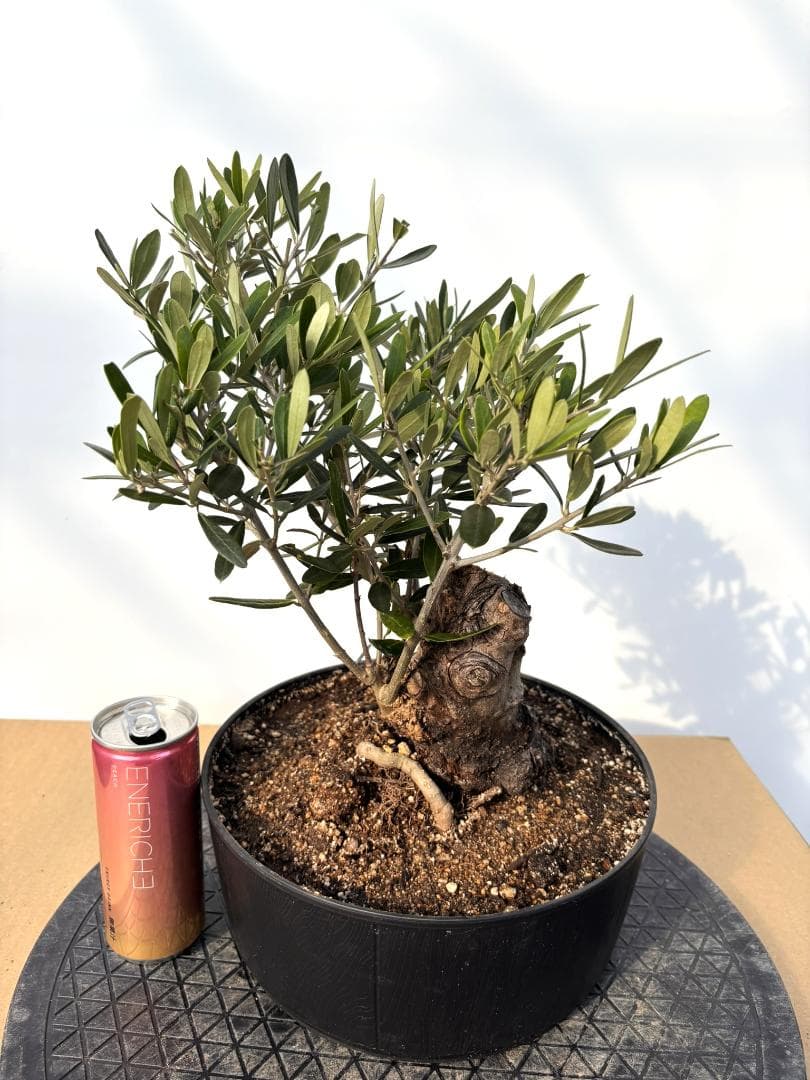 オリーブの木 シプレシーノ 盆栽風 8号 約40cm 現品販売