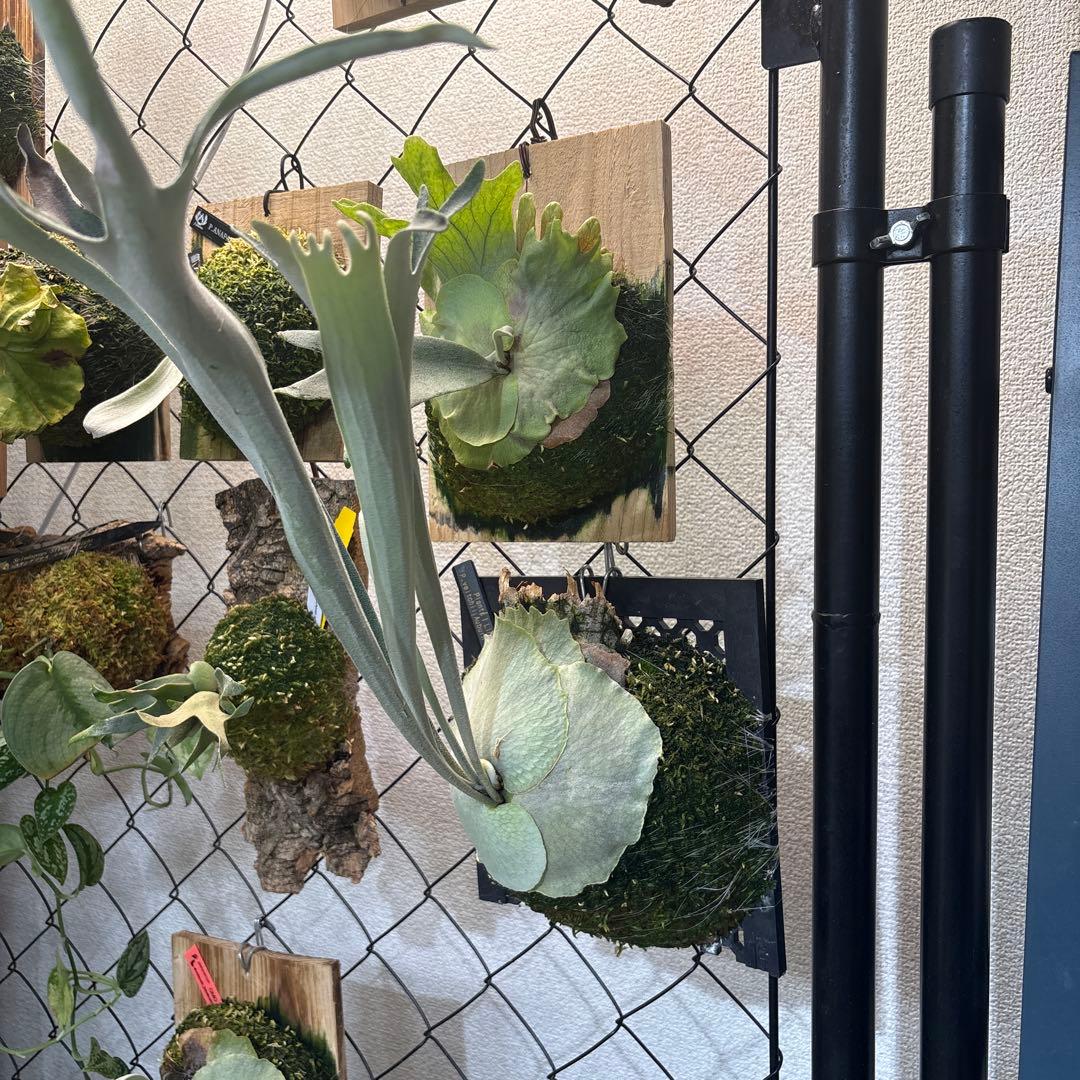 ビカクシダ P. veitchii Auburn 