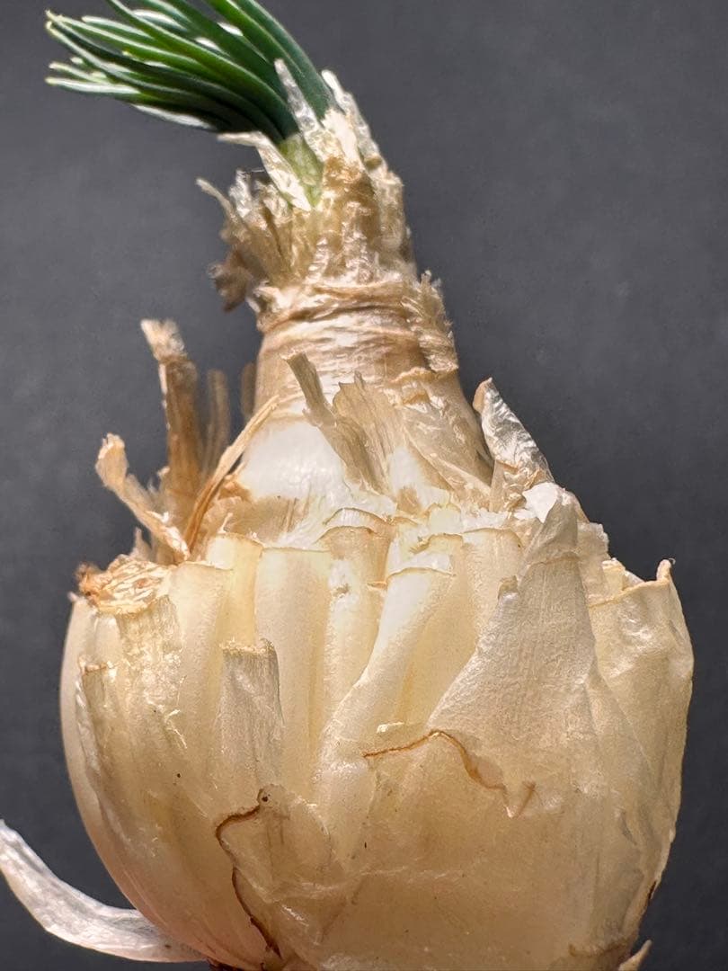 517珍奇植物ゲチリス ナマクエンシス ケープバルブ 南アフリカ原産 希少現地株