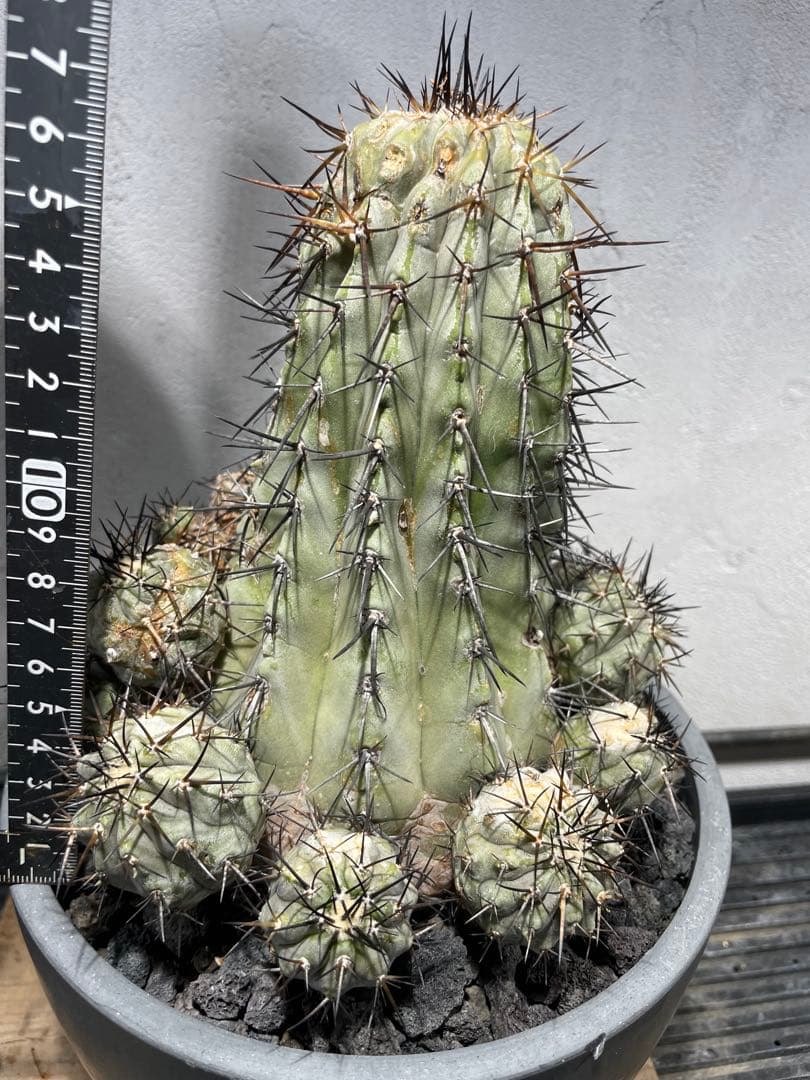 t*e様 黒王丸(16個子株付き)