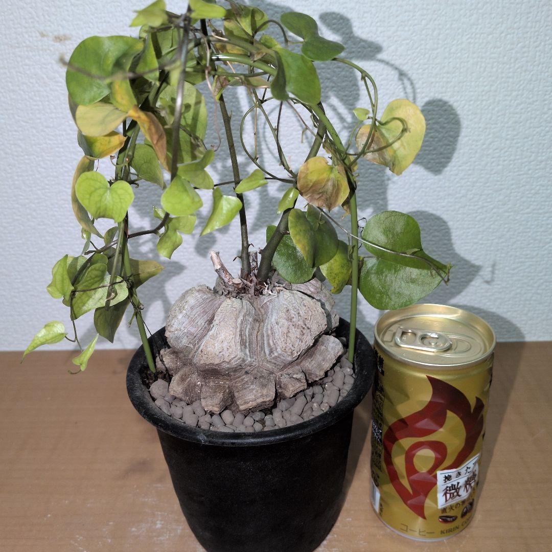 ディオスコレア　エレファンティペス アフリカ亀甲竜　80mm（鉢付き)