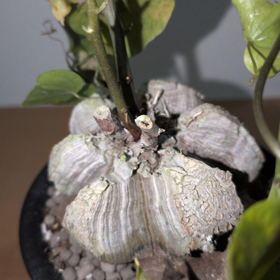 ディオスコレア　エレファンティペス アフリカ亀甲竜　80mm（鉢付き)