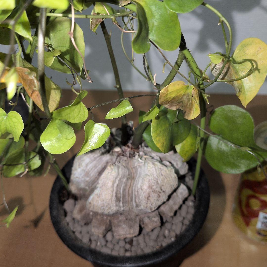 ディオスコレア　エレファンティペス アフリカ亀甲竜　80mm（鉢付き)