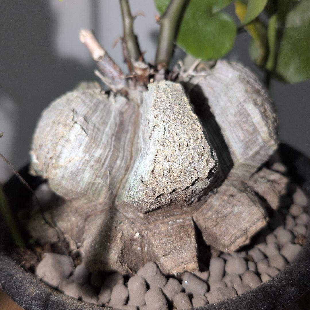 ディオスコレア　エレファンティペス アフリカ亀甲竜　80mm（鉢付き)