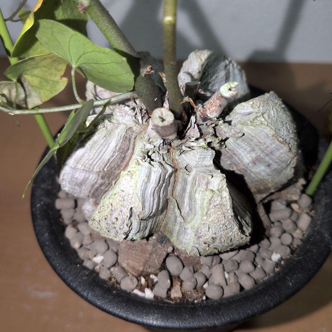 ディオスコレア　エレファンティペス アフリカ亀甲竜　80mm（鉢付き)