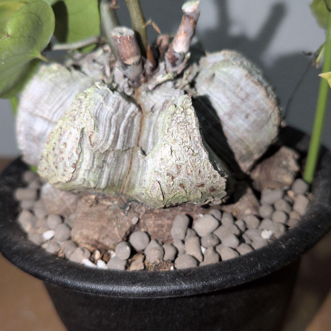 ディオスコレア　エレファンティペス アフリカ亀甲竜　80mm（鉢付き)