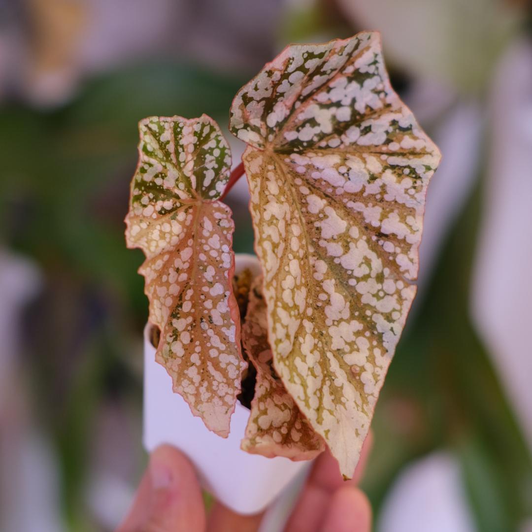 Begonia  Capped Variegata｜ベゴニア