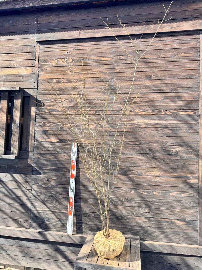 クロモジ/大株立ち《山採り/天然株》【現品発送】管理70964