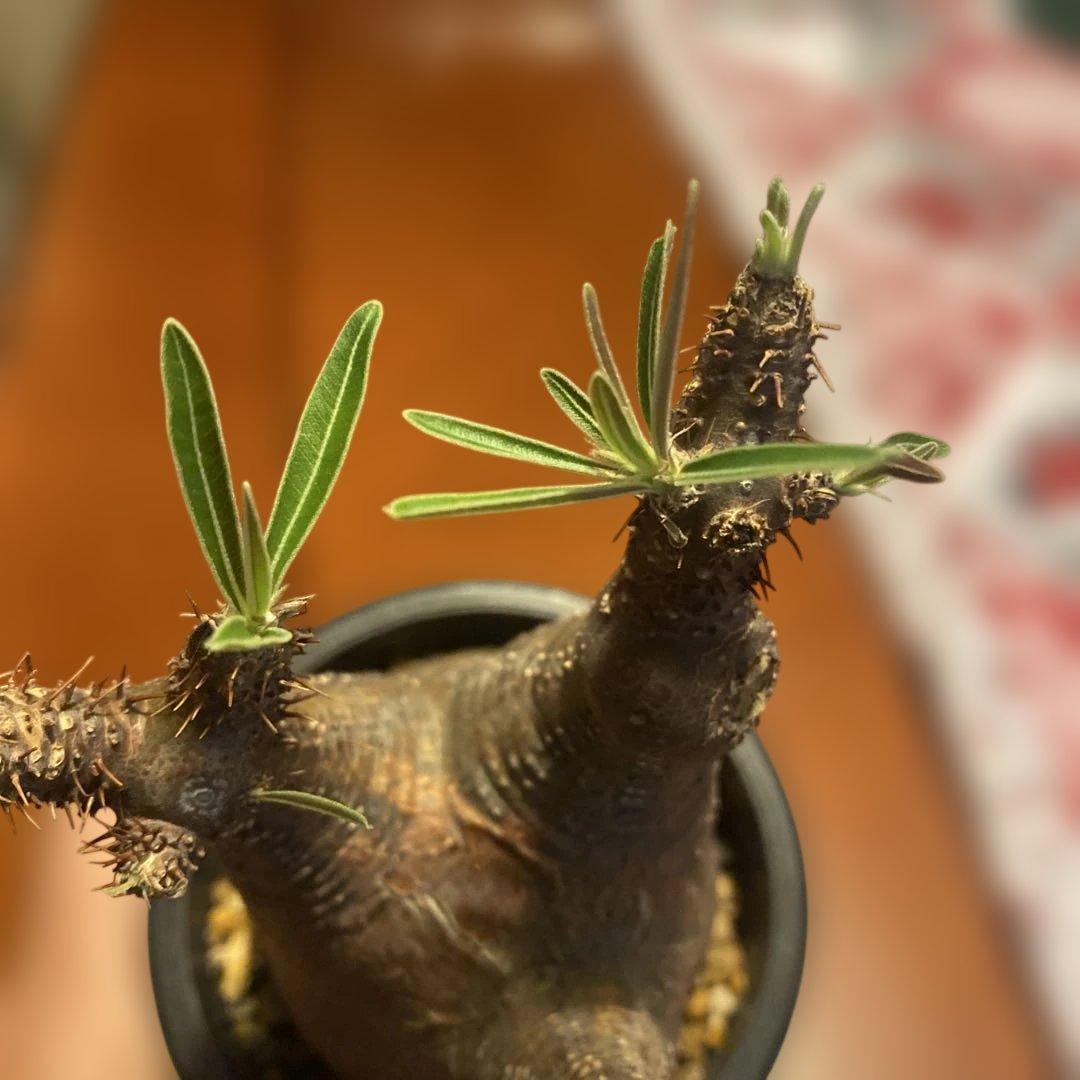 グラキリス 発根管理中 現地球