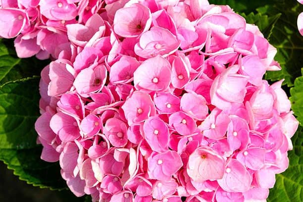 チロル様 紫陽花ピアス&リング、白のお花のネックレス、ブレス、フープピアス G