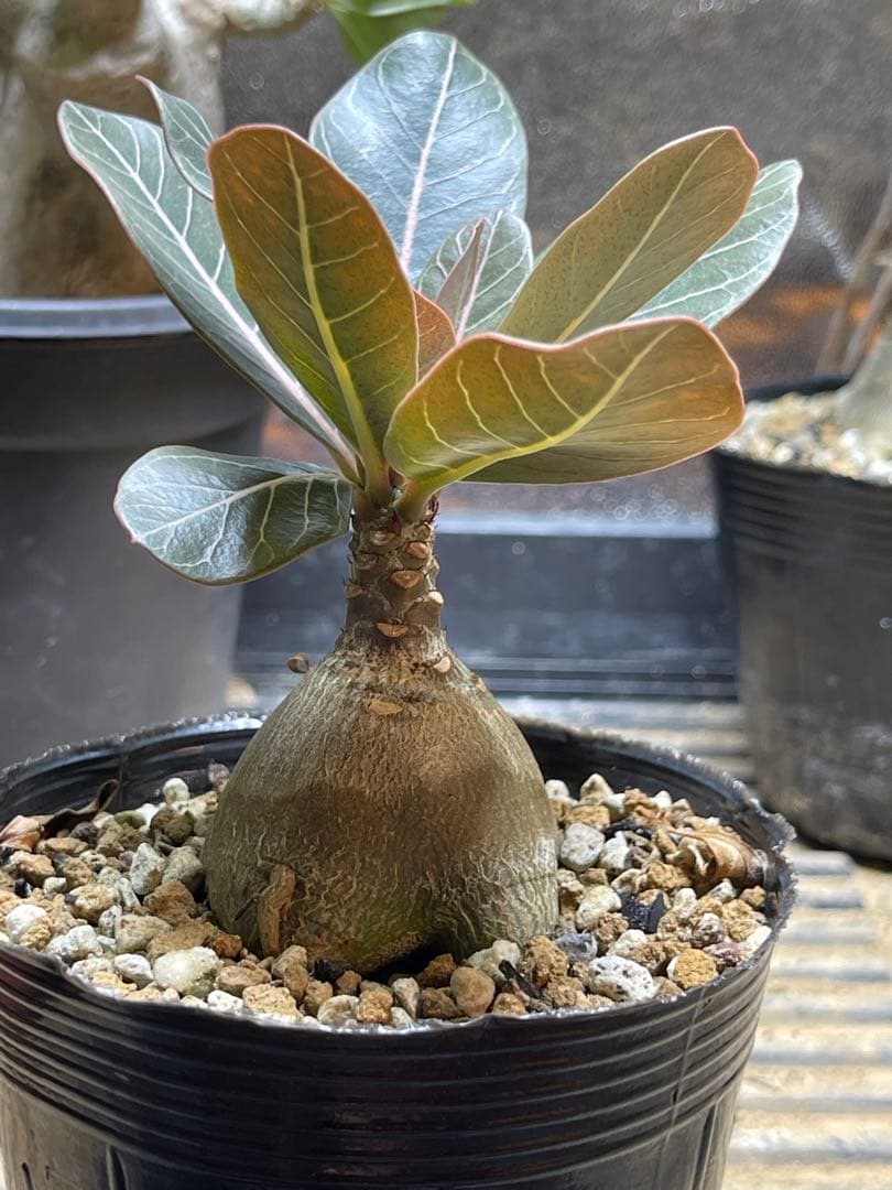 シーズン終了につき格安！アデニュウムソコトラナム(ホンソコ)実生２年目