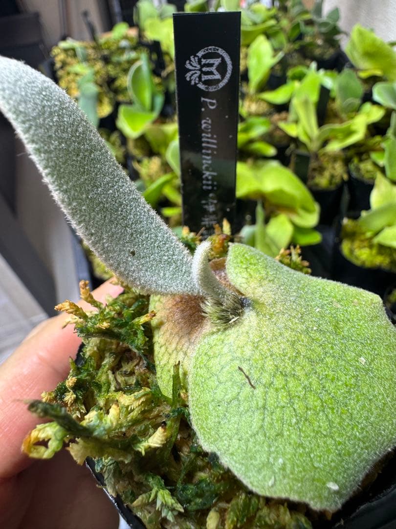 willinckii dwarf 2種　①