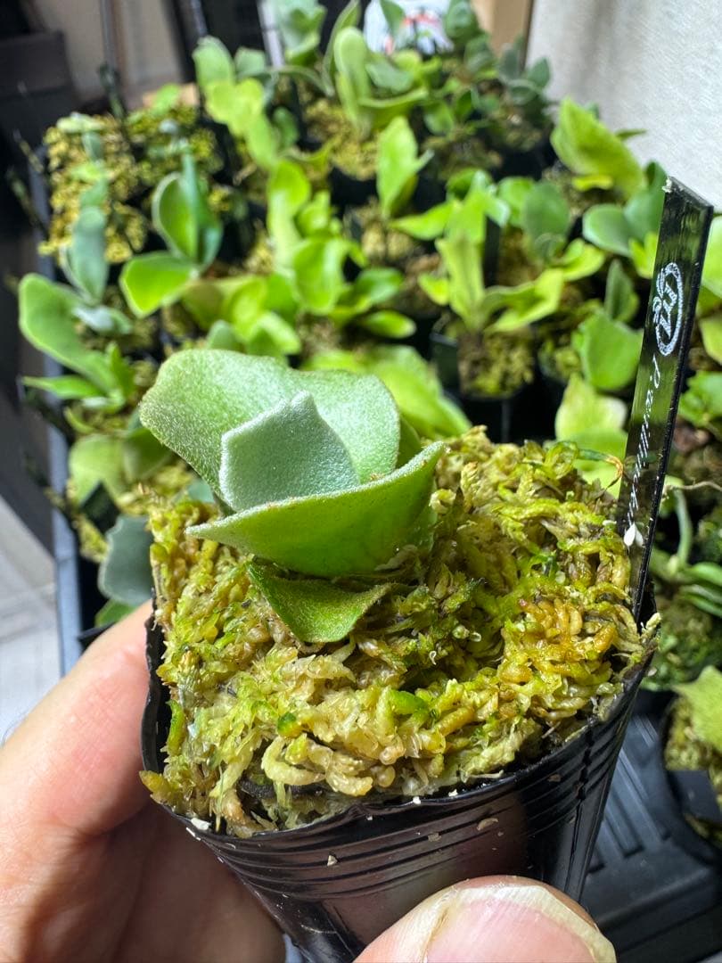 willinckii dwarf 2種　①