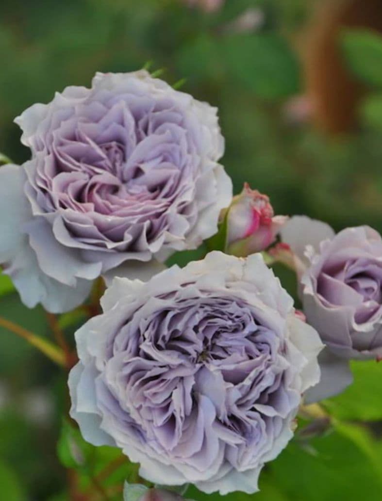 専用★薔薇：藤色のロゼット咲き【アンティークウ◯◯〇】大苗～中苗程度他1品種