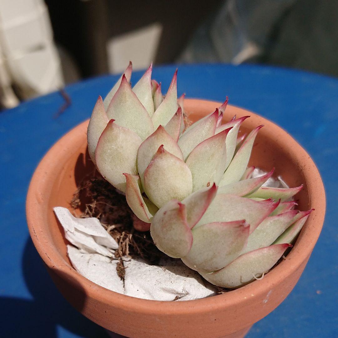 ロータスランプ 4