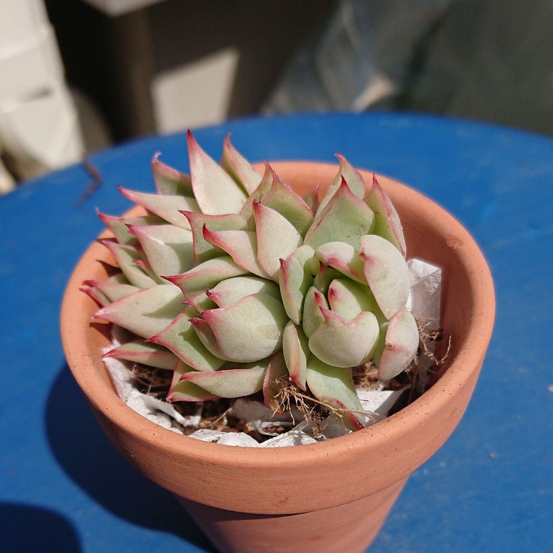 ロータスランプ 4