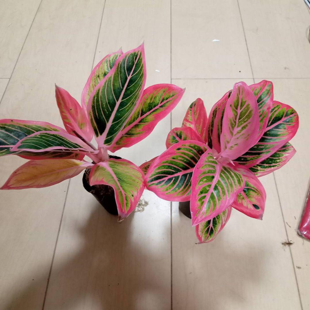 あべし　様　アグラオネマ　ロータス　デライト　観葉植物