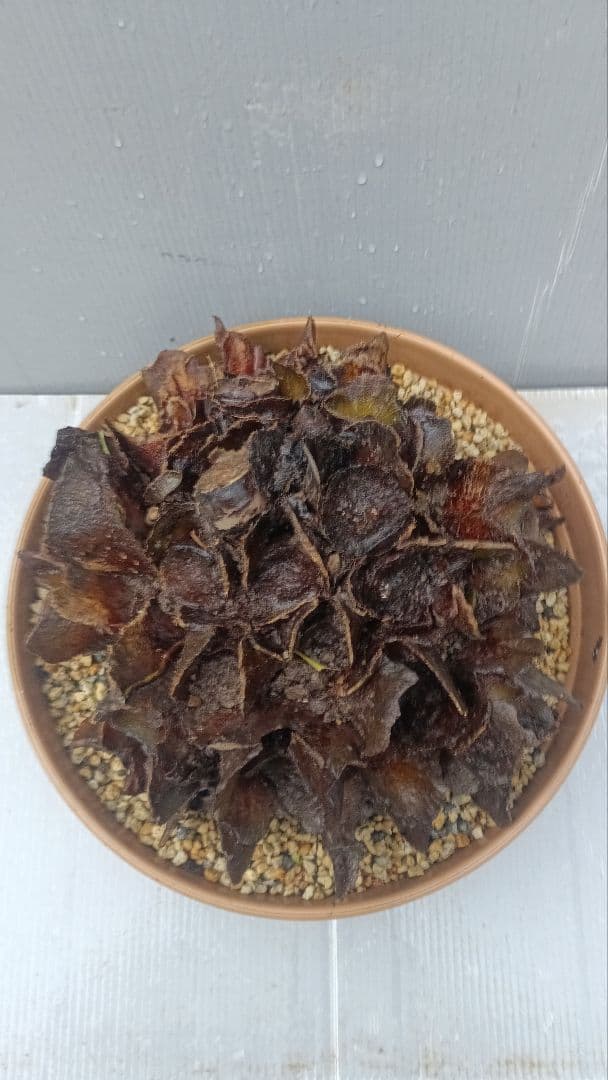 亜熱帯のシダ　リュウビンタイ　奄美大島産　①　大株