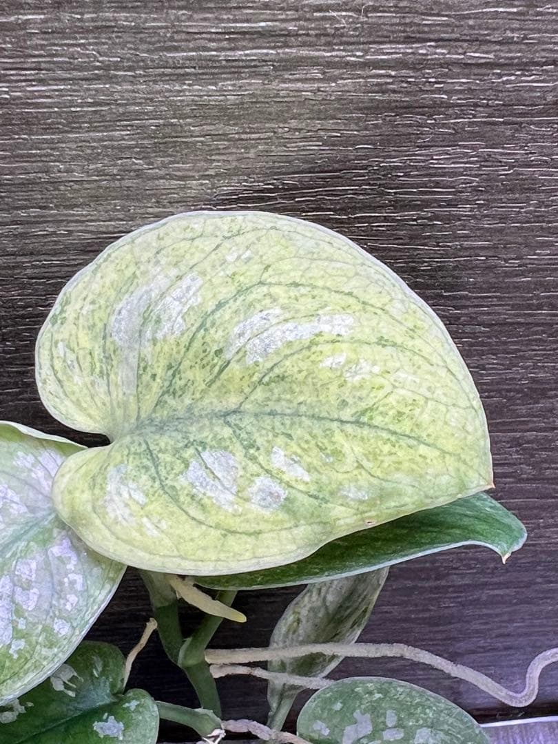 Rie❗️スキンダプサス　オーレア　ネビュラ