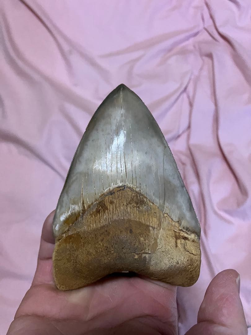 メガロドン　歯　化石