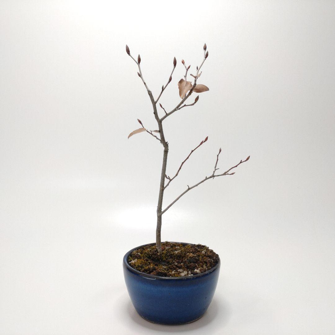 寒樹ヤマコウバシ盆栽 SS004