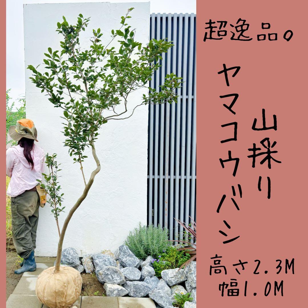 masuma 超逸品。山採りヤマコウバシ2.3M(鉢底から) 幅1.0M