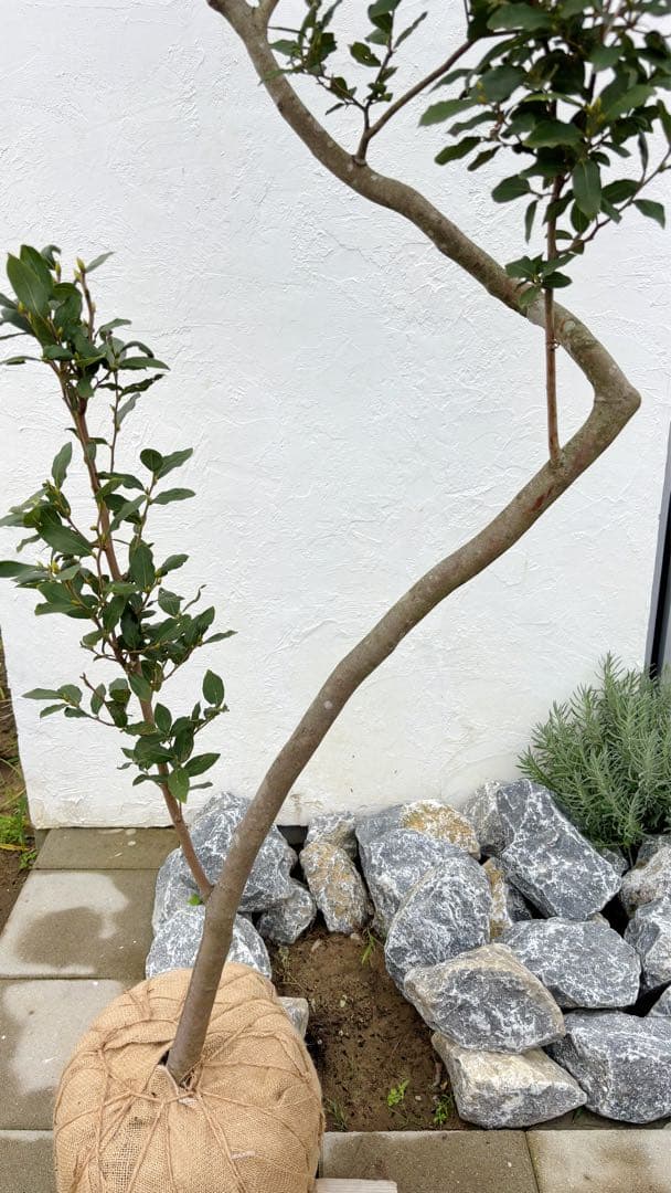 masuma 超逸品。山採りヤマコウバシ2.3M(鉢底から) 幅1.0M