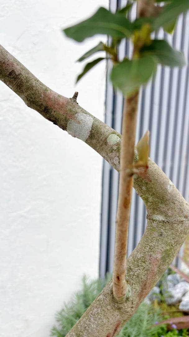 masuma 超逸品。山採りヤマコウバシ2.3M(鉢底から) 幅1.0M