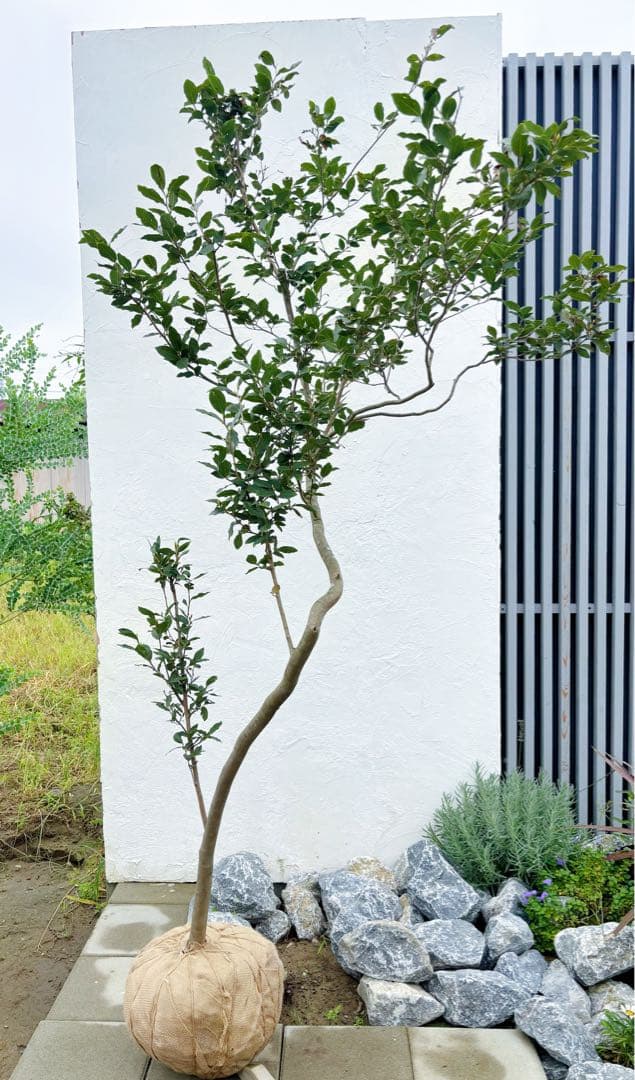 masuma 超逸品。山採りヤマコウバシ2.3M(鉢底から) 幅1.0M